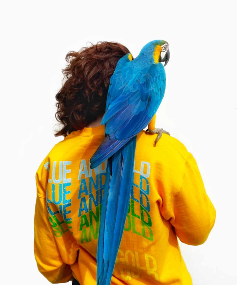 Blue and Gold trui - Afbeelding 3
