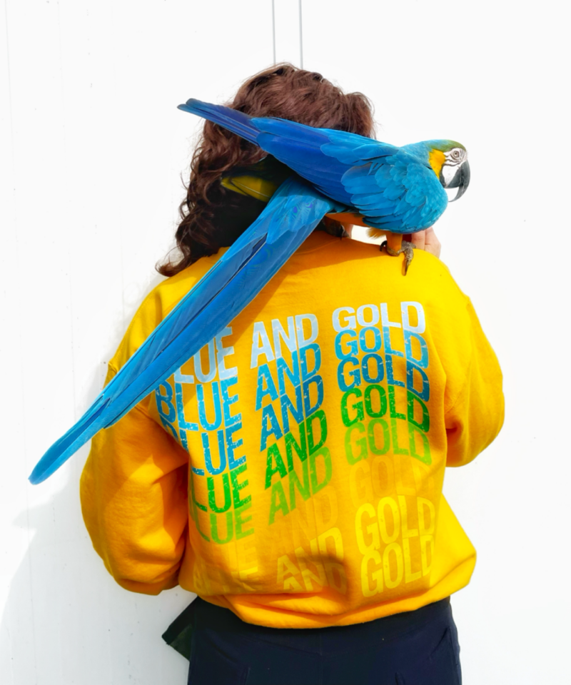 Blue and Gold trui - Afbeelding 2