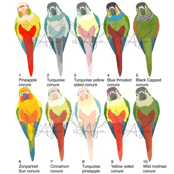 Gepersonaliseerde conure pyrrhura shirt - Afbeelding 2
