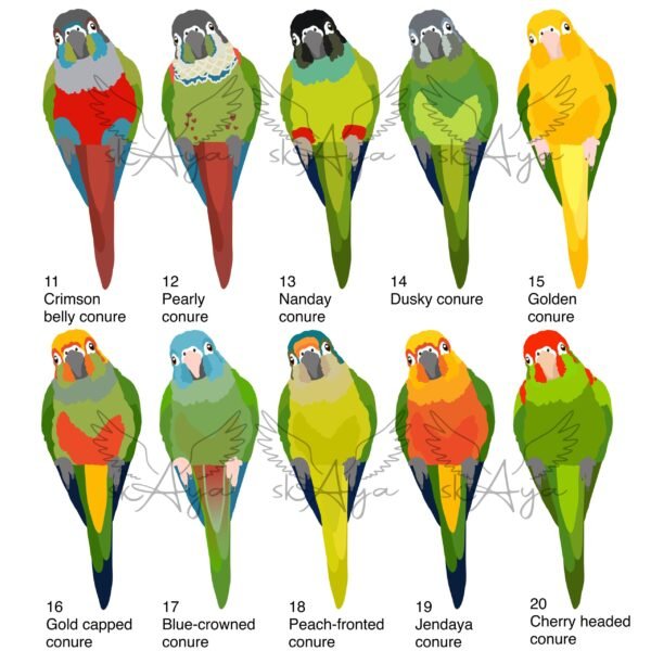 Gepersonaliseerde conure pyrrhura shirt - Afbeelding 3