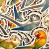 Conure ‘Cute? Yes! Quite? Never!’ Sticker
