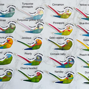 Alternative view of Conure ‘Cute? Yes! Quite? Never!’ Sticker
