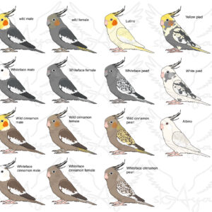 PRE-ORDER Cockatiel Acrylic Shaker Pieces