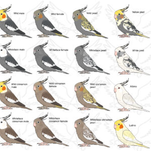 Alternative view of Cockatiel Glitter Sticker