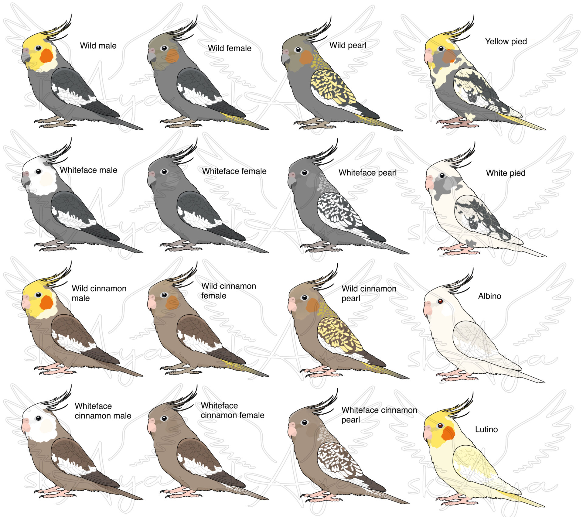 Cockatiel Acrylic Shaker Pieces - Image 3