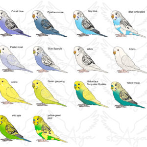 Alternative view of Budgie Acrylic Shaker Pieces