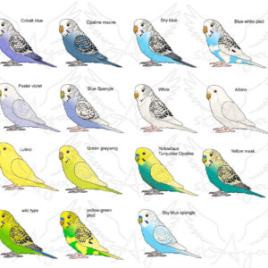 Alternative view of Budgie Glitter Sticker