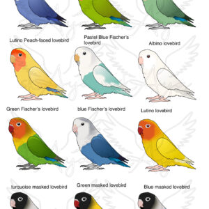 PRE-ORDER Lovebird Acrylic Shaker Pieces