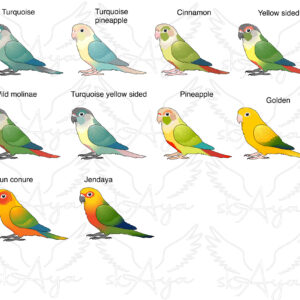 Conure Acrylic Shaker Pieces