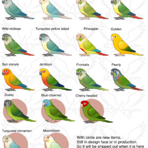 Alternative view of Conure Glitter Sticker