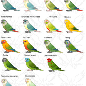 Alternative view of Conure Glitter Sticker