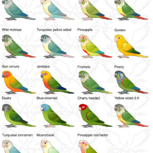 Alternative view of Conure Glitter Sticker
