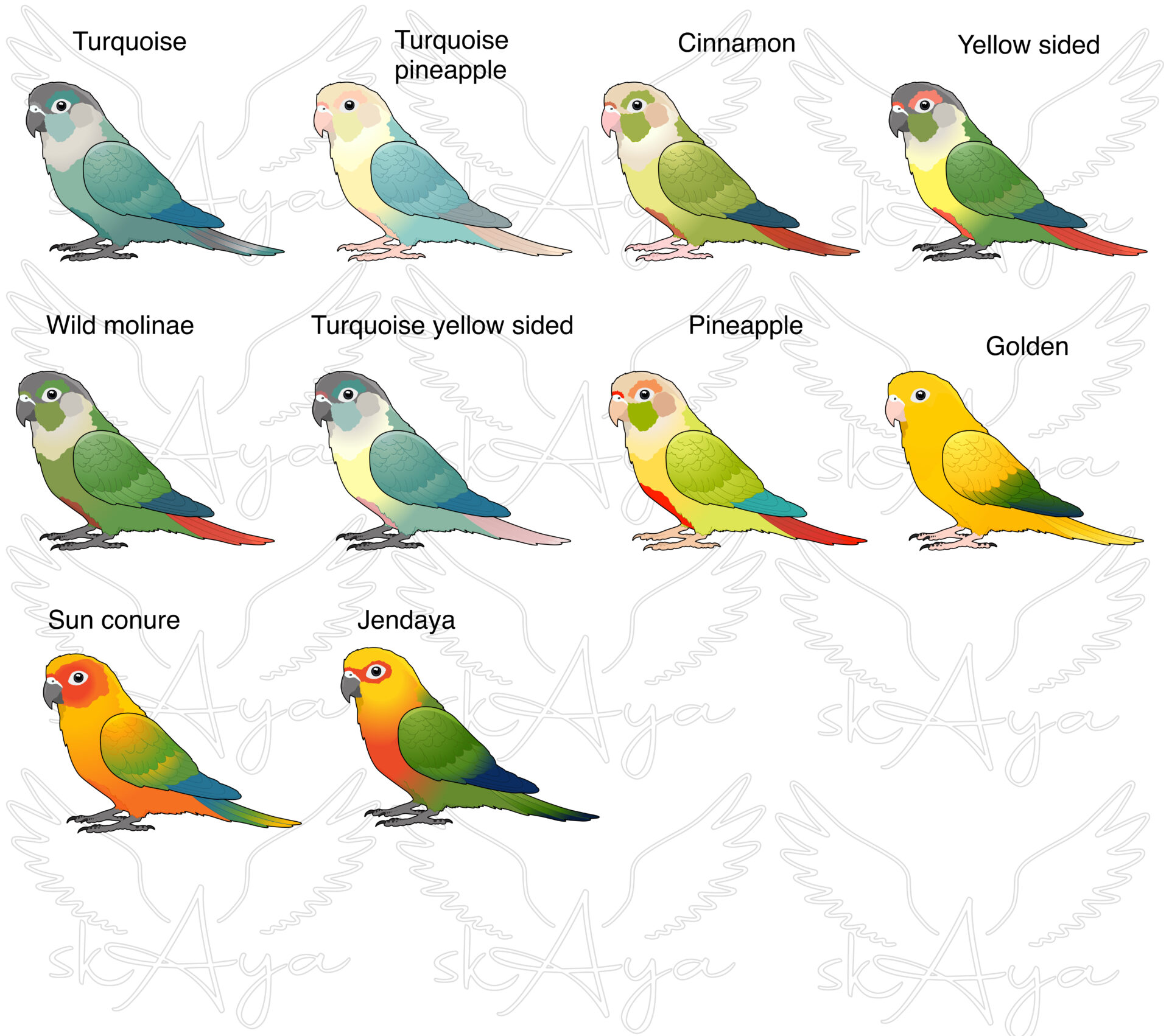 Conure Acrylic Shaker Pieces