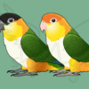 Pre-order Caique Acrylic Shaker Pieces