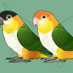 Pre-order Caique Acrylic Shaker Pieces