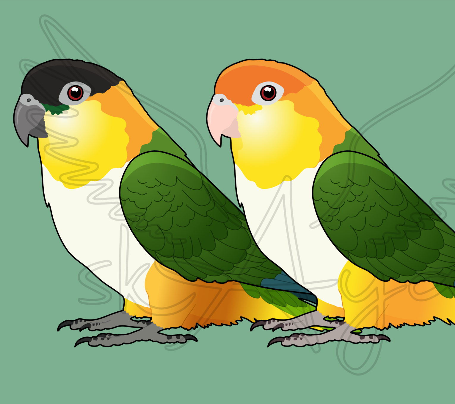 Pre-order Caique Acrylic Shaker Pieces