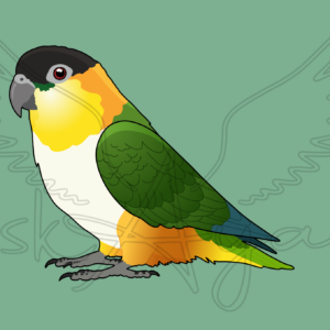 Alternative view of Pre-order Caique Acrylic Shaker Pieces