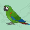 Pre-order Mini macaw Acrylic Shaker Pieces