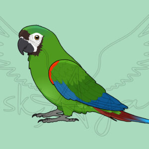 Pre-order Mini macaw Acrylic Shaker Pieces