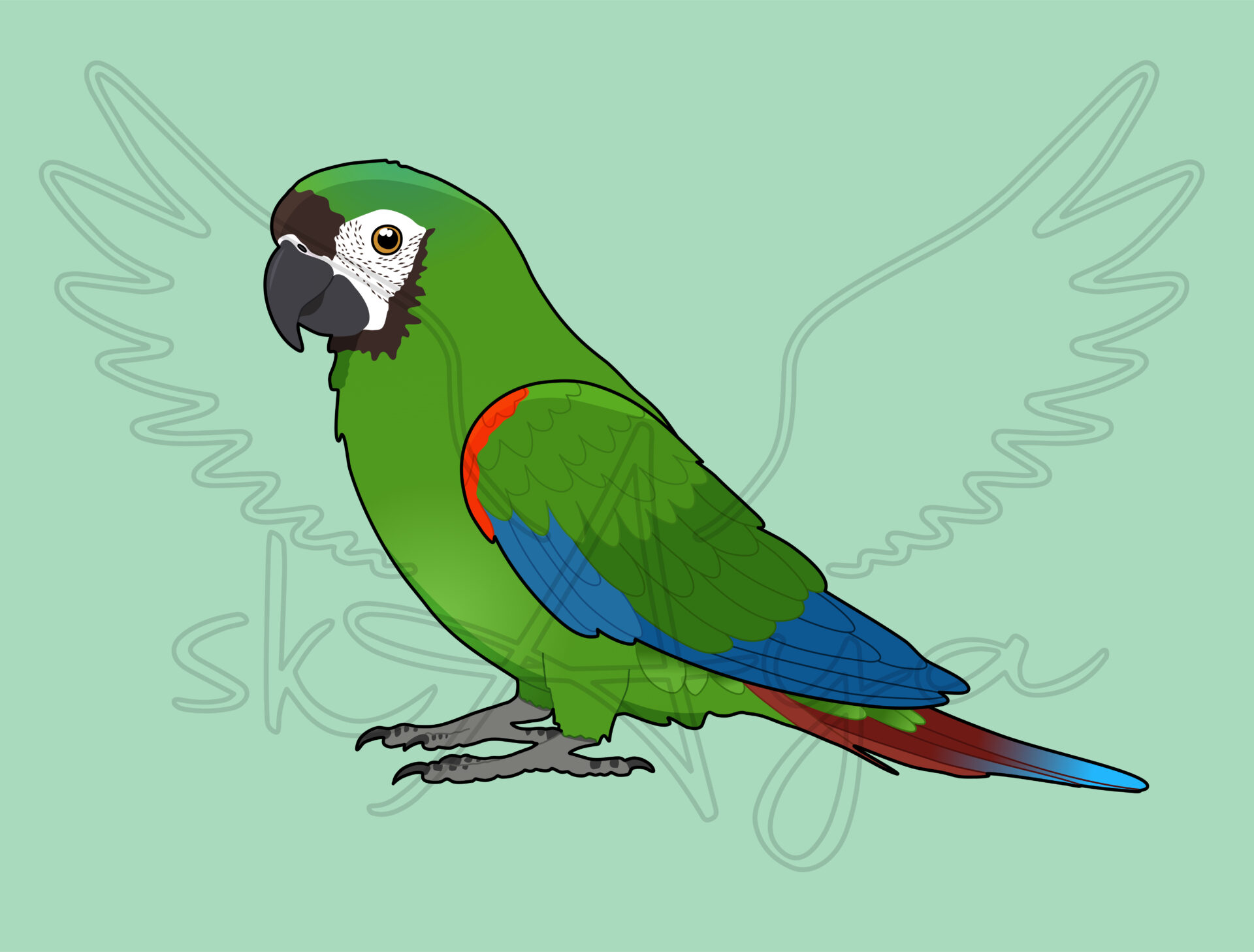 Pre-order Mini macaw Acrylic Shaker Pieces