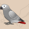 Pre-order African grey Acrylic Shaker Pieces
