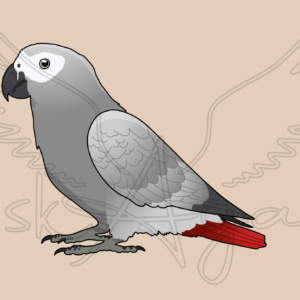 Pre-order African grey Acrylic Shaker Pieces
