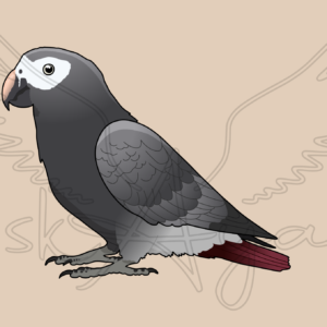 Alternative view of Pre-order African grey Acrylic Shaker Pieces