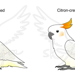 Alternative view of Cockatoo Acrylic Shaker Pieces