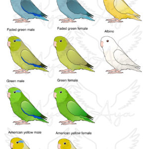 Alternative view of Parrotlet Glitter Sticker