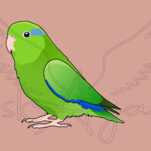 Pre-order Parrotlet Acrylic Shaker Pieces