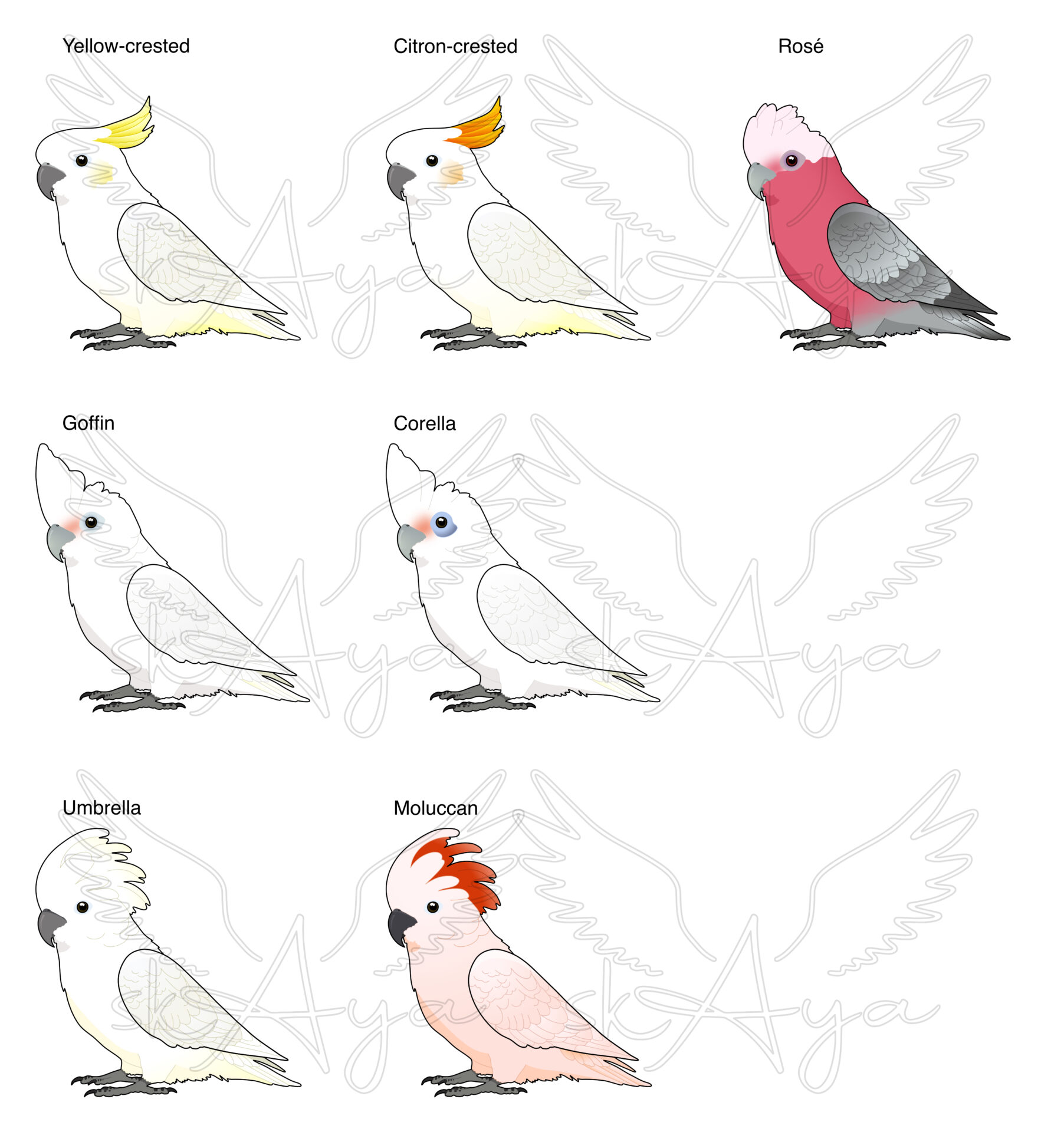 Cockatoo Acrylic Shaker Pieces - Image 2