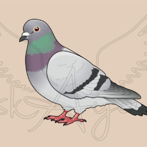 Pre-order Pigeon-Dove Acrylic Shaker Pieces - Image 6