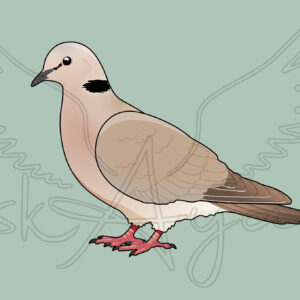 Pre-order Pigeon-Dove Acrylic Shaker Pieces - Image 7