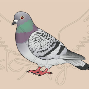 Pre-order Pigeon-Dove Acrylic Shaker Pieces - Image 5
