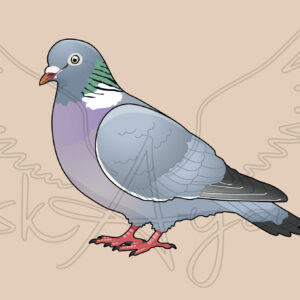 Pre-order Pigeon-Dove Acrylic Shaker Pieces - Image 4
