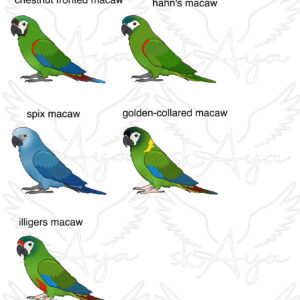 Alternative view of Mini macaw Acrylic Shaker Pieces