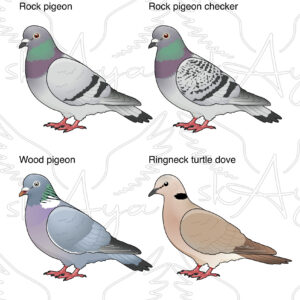 Pre-order Pigeon-Dove Acrylic Shaker Pieces