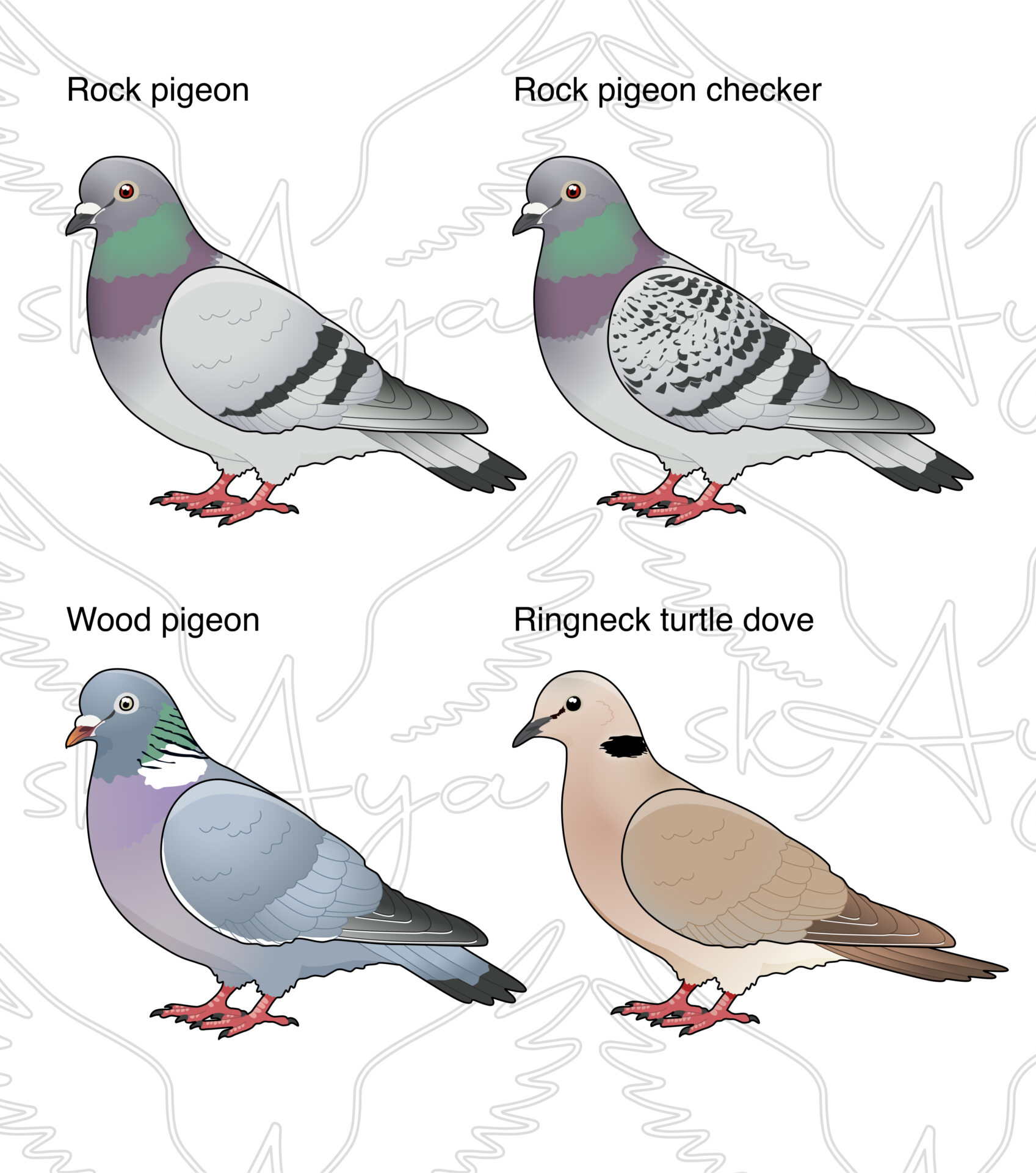 Pre-order Pigeon-Dove Acrylic Shaker Pieces