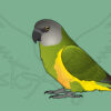 Pre-order Senegal Acrylic Shaker Pieces
